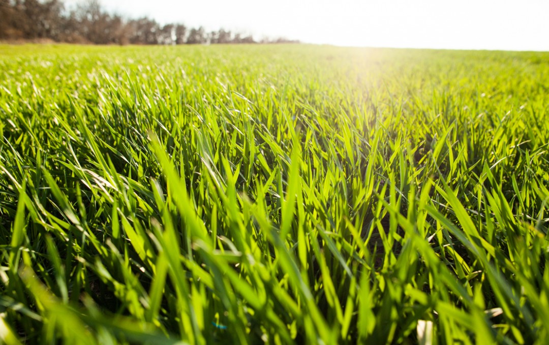 Get Growing Extra Care for Super Healthy Grass All Weather Property